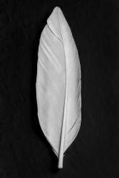 Plume (1x Studio III) - Muzeo.com