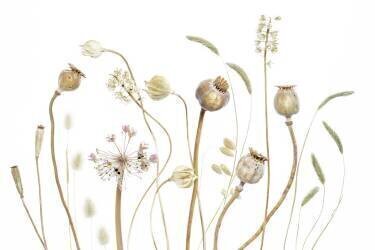 Pods (Mandy Disher) - Muzeo.com