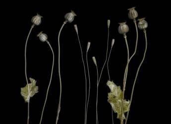 Poppy pods (Lotte Gronkjar) - Muzeo.com