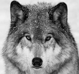 Portrait de loup (Mircea Costina ) - Muzeo.com
