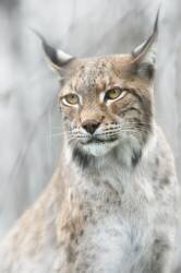 Portrait de lynx dans le brouillard (Santiago Pascual Buye) - Muzeo.com