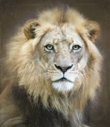 Portrait d'un jeune lion mâle (Linda D Lester) - Muzeo.com