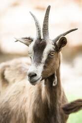Portrait d'une chèvre à quatre cornes (Juniors) - Muzeo.com