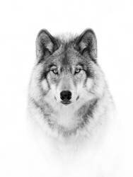 Portrait of a Timber Wolf (Jim Cumming) - Muzeo.com