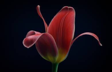 Première tulipe (Lotte Gronkjar) - Muzeo.com