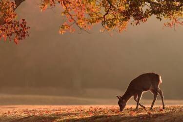 Premier automne (Yoshinori Matsui) - Muzeo.com