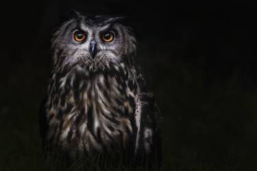 Prince of the Night (Martine Benezech) - Muzeo.com