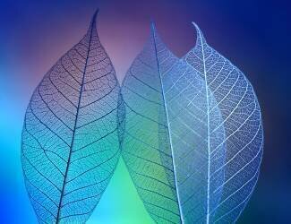 Prismatic leafs (Shihya Kowatari ) - Muzeo.com
