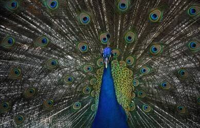 Proud Of Himself (Andrei Stepanov) - Muzeo.com