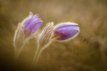 Pulsatilla pratensis (Photozo) - Muzeo.com