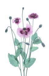 Coquelicot violet (Lydia Jacobs) - Muzeo.com