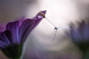 Purple rain (Silvia Spedicato) - Muzeo.com