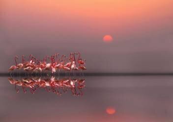Coucher de soleil violet (Anna Cseresnjes ) - Muzeo.com