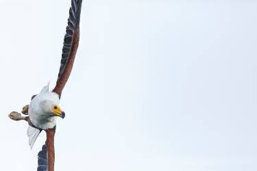 Pygargue vocifère (Haliaeetus vocifer) en vol, lac Malawi, Malawi (Ashley Morgan) - Muzeo.com
