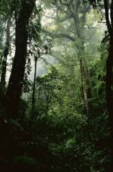Rainforest, Monteverde, Costa Rica (anonyme) - Muzeo.com
