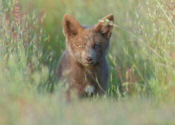 Red Fox Kit (Bo Wang) - Muzeo.com