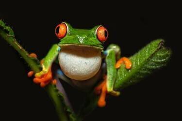 Red-eyed tree frog (Milan Zygmunt) - Muzeo.com