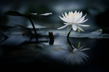 Reflection (Takashi Suzuki) - Muzeo.com