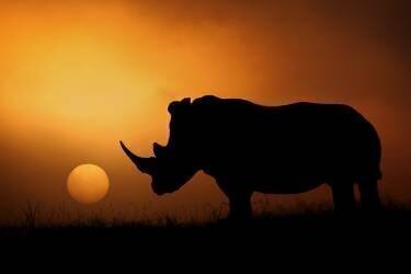 Rhino Sunrise (Mario Moreno) - Muzeo.com