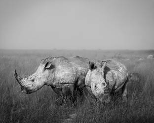 Rhinoceros (Sophie B) - Muzeo.com