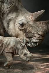 RhinoMom (Marcel Egger) - Muzeo.com
