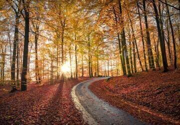 Road in SApderAysen nationalpark, Sweden (Christian Lindsten) - Muzeo.com