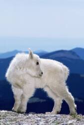 Rocky mountain goat (Mary Clay) - Muzeo.com