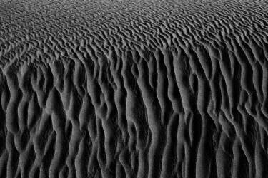Roots of desert (Saeid Nasri) - Muzeo.com