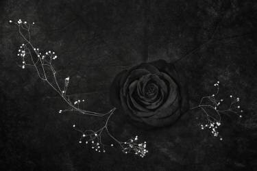 Rose noire (Stephen Clough) - Muzeo.com