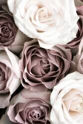 Roses (1x Studio III) - Muzeo.com
