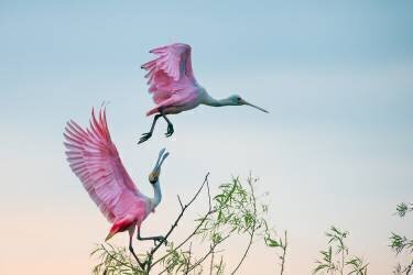 Rosy pair (Roseate Spoonbills) (C. Mei) - Muzeo.com