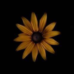 Rudbeckia (Lotte Gronkjar) - Muzeo.com