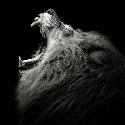 Rugissement primordial (Christian Meermann) - Muzeo.com