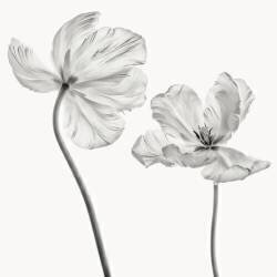 Same tulip : front and backview (Lotte Grønkjær) - Muzeo.com