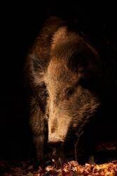 Sanglier d'Eurasie en clair obscur (Philippe Moës) - Muzeo.com