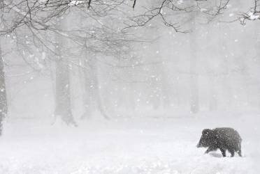 Sanglier d'Eurasie sous la neige en forêt, Ardenne (Philippe Moës) - Muzeo.com