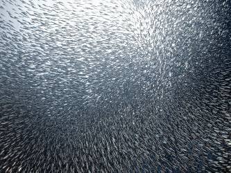 Sardines Firework (Henry Jager) - Muzeo.com