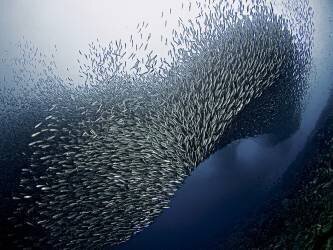Sardines Tornado (Henry Jager) - Muzeo.com