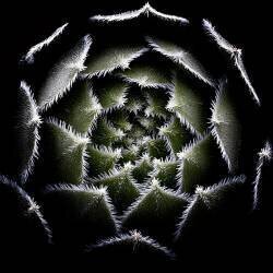 Sempervivum Rosette (Victor Mozqueda) - Muzeo.com