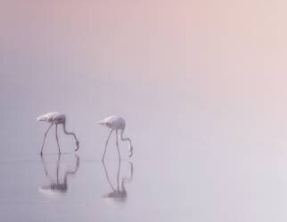 Serenity 3 (Ahmed Thabet) - Muzeo.com