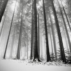 Seules les forêts savent pourquoi (Ronny Behnert) - Muzeo.com