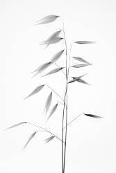 Sharpness of the nature (Thierry beauty of a weed) - Muzeo.com
