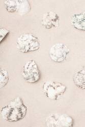 Coquilles 2 (1x Studio III) - Muzeo.com