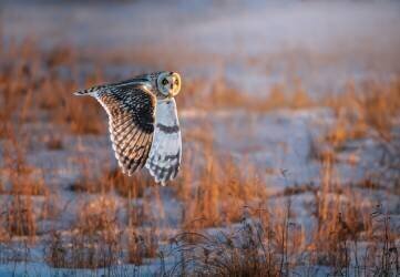 Short-eared Owl (Tao Huang) - Muzeo.com