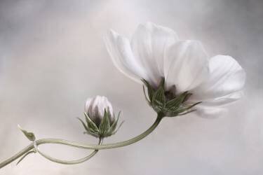 Simply Cosmos (Mandy Disher) - Muzeo.com