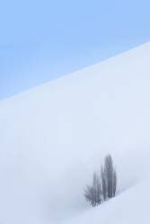 Single Tree in the Mountain (Majid Behzad) - Muzeo.com