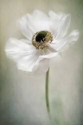 Single White (Jacky Parker) - Muzeo.com
