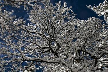 Snow in the forest (Katia Moon) - Muzeo.com