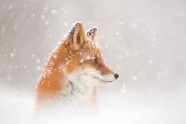 Snow is fallinga (Denis Budkov) - Muzeo.com