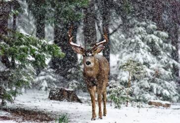 La tempête de neige et le cerf (Teri Reames) - Muzeo.com